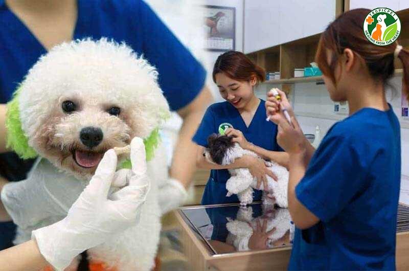 tẩy giun chó con
