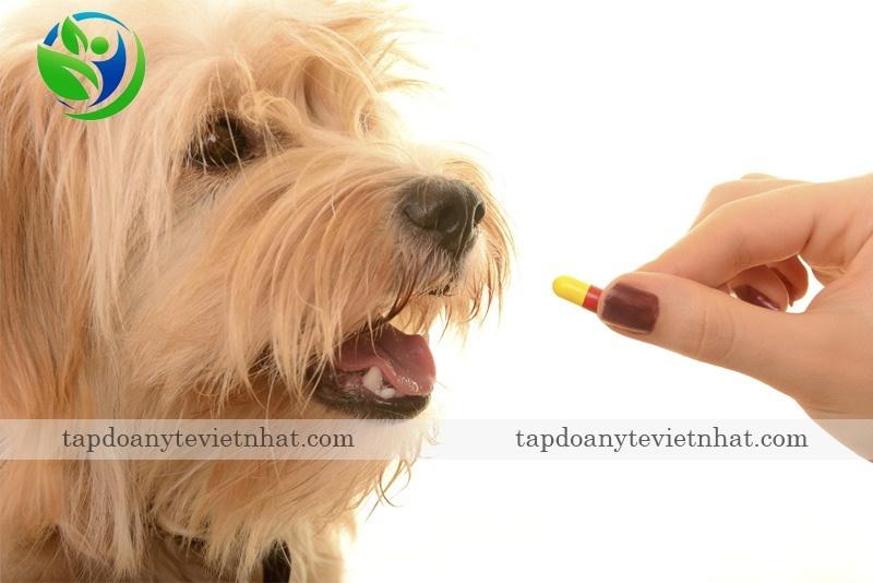 thời điểm tẩy giun chó