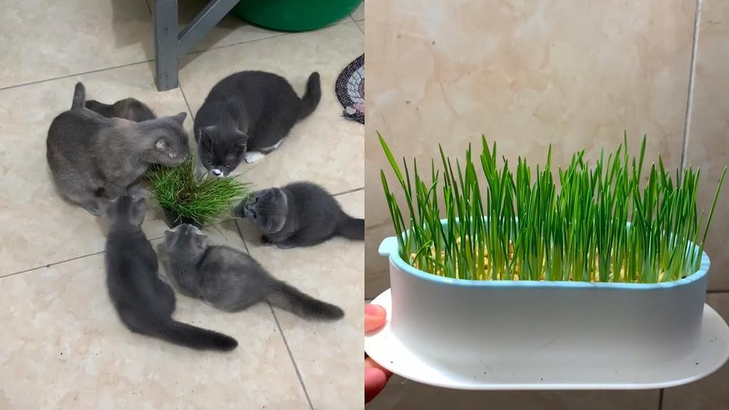 trồng cỏ mèo tại nhà